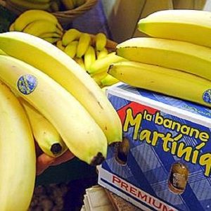 Producteur de bananes